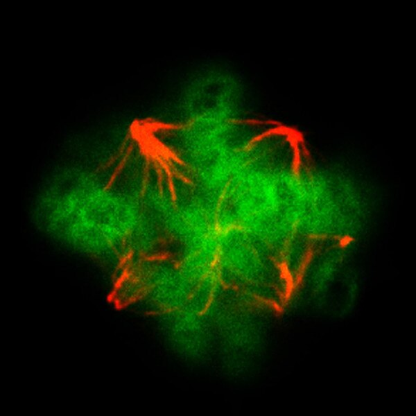 IF of HIV-induced T cell syncytium stained with DSHB antibody E7 against Tubb (red). Image credit: Karla Daniels, Soll Laboratory, University of Iowa.